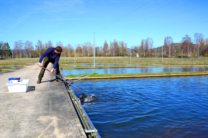 Fischzucht Rameil