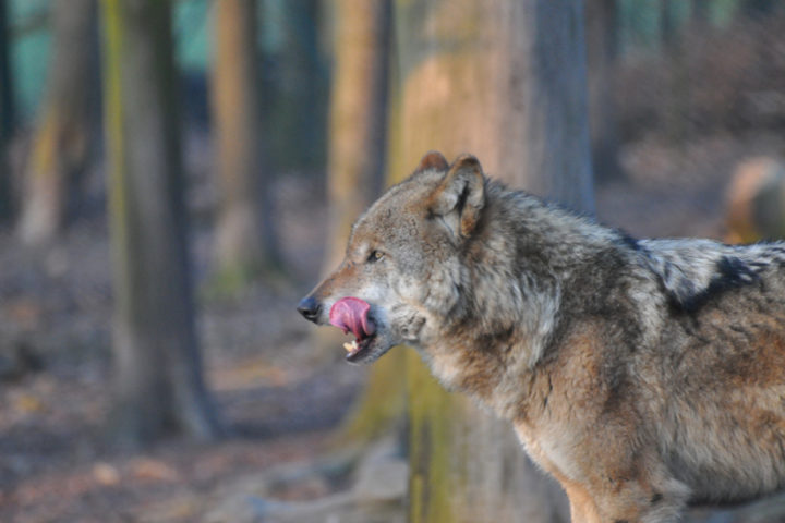 Wolf im Wildpark Knüll