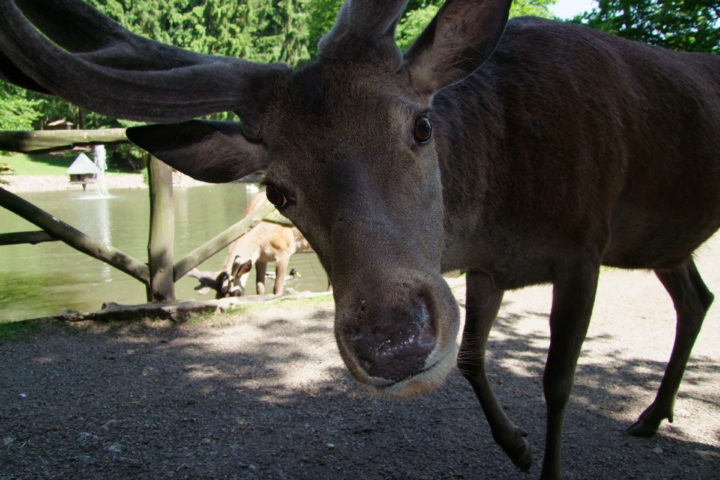 Bergwildpark Meißner