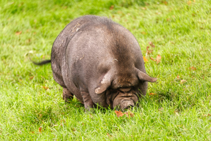 Tierpark Sababurg