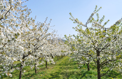 Kirschenland Erlebniswochen, Witzenhausen