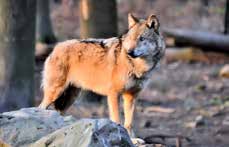 Wolfstag im Wildpark Knüll